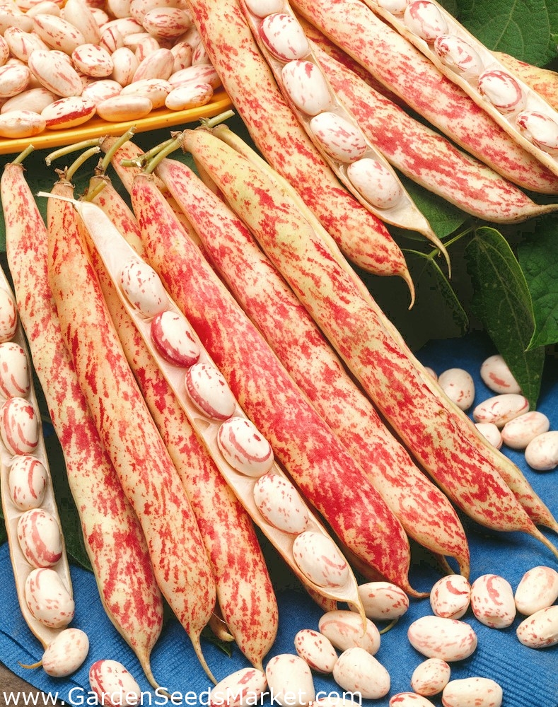 Bio 2色インゲンマメ ボルロット舌の火3 認定有機種子 30種子 Phaseolus Vulgaris L シーズ Garden Seeds Market 送料無料