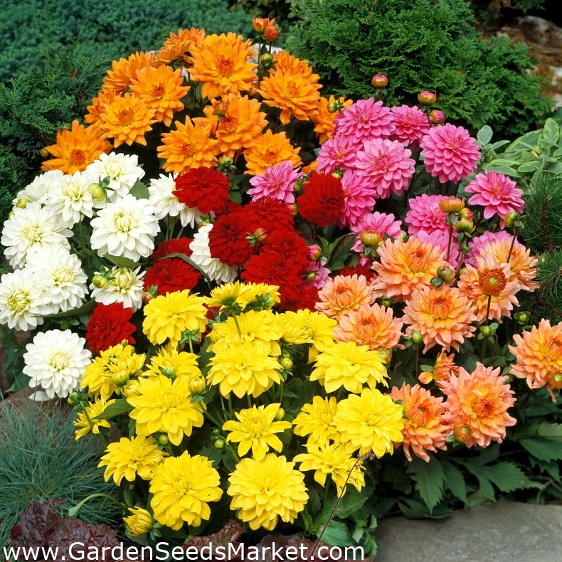 ドワーフダリア二重混合種子 Dahlia Pinnata Fl Pl 60粒 Dahlia Pinnata Fl Pl シーズ Garden Seeds Market 送料無料