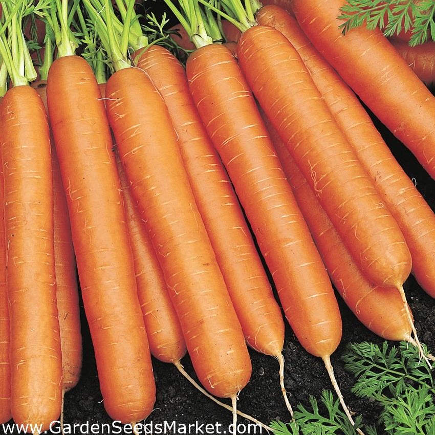 Vegetable selection (soup greens) seeds of 6 vegetable plants