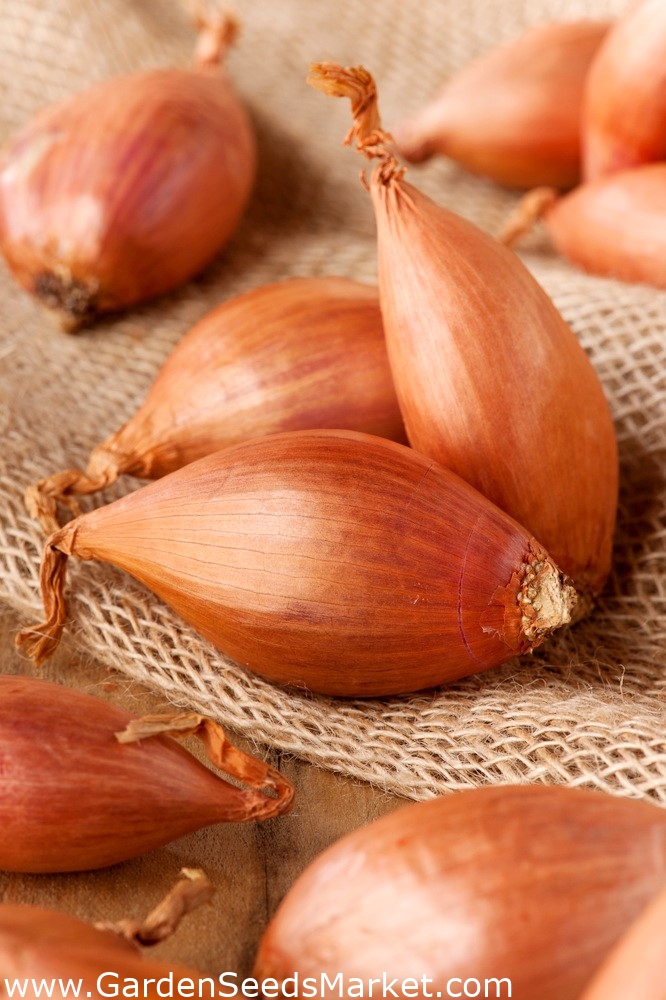 Échalote Zebrune 855 graines Allium ascalonicum Garden Seeds Market Livraison gratuite
