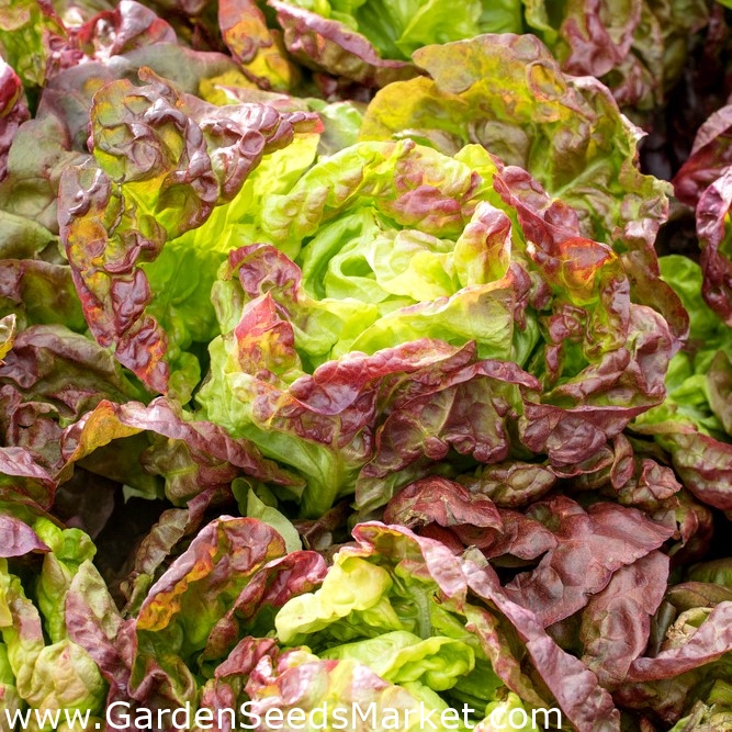 Salat Hode - Quattro stagioni - 900 frø - Lactuca sativa L. var. Capitata –  Garden Seeds Market | Gratis frakt