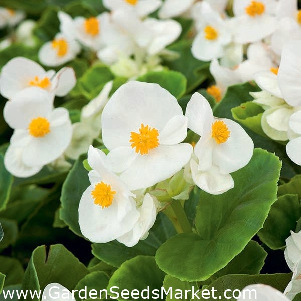 Sementes de begônia de cera branca - Begonia semperflorens - 1200 sementes  – Garden Seeds Market | Frete grátis