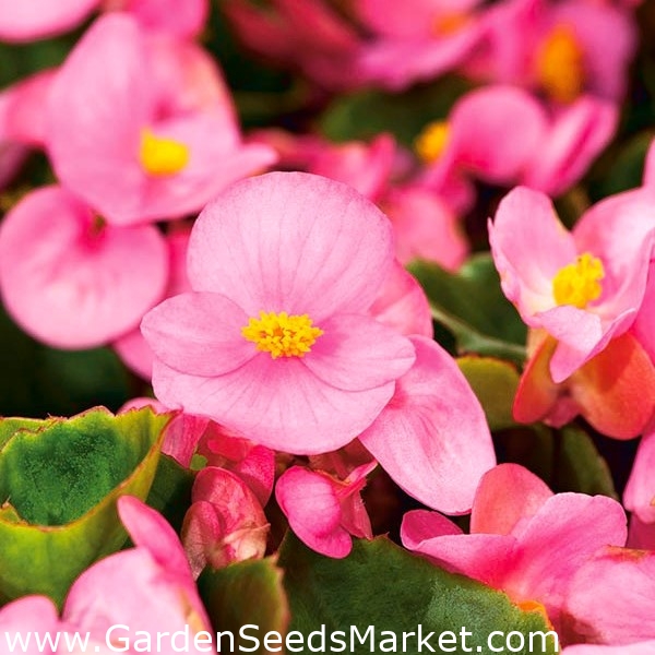 Semillas de Begonia de cera rosada - Begonia semperflorens - 1200 semillas  – Garden Seeds Market | Envío gratis