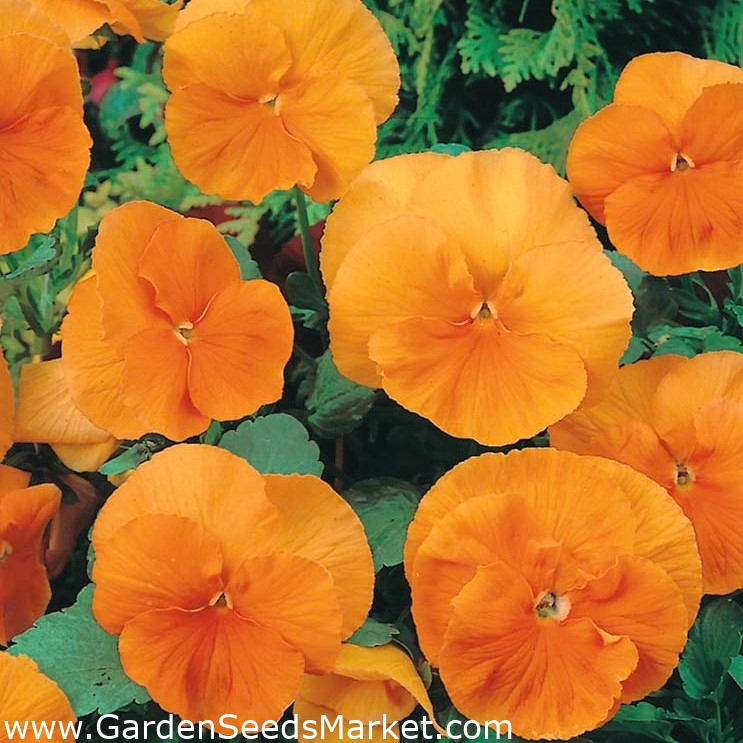 Lielziedu atraitnīte - Orange Sun - oranžs - Viola x wittrockiana – Garden  Seeds Market | Bezmaksas sūtīšana