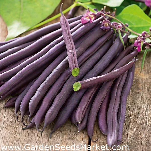 Фасоль золотой нектар вьющаяся 5г аэлита. Raphanus caudatus. Фасоль обыкновенная (phaseolus vulgaris. Семена редьки в стручке. Фаба семена бобовые.