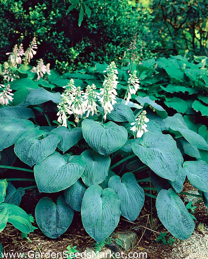 Hosta - Elegans – Garden Seeds Market | Livraison gratuite