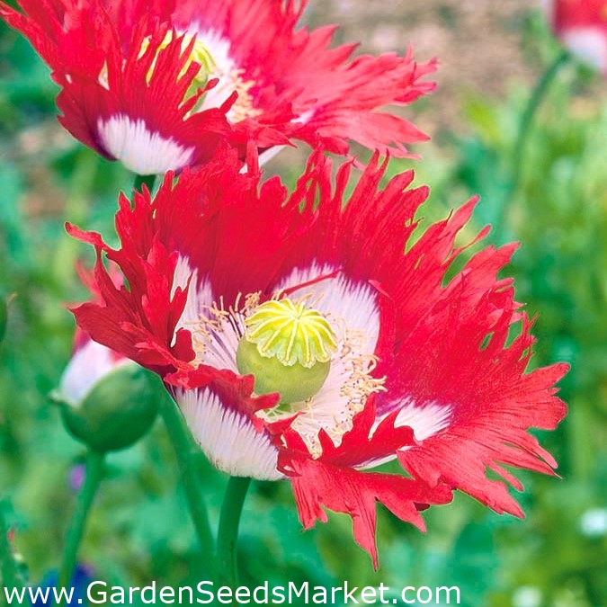 Graines de Pavot, Papaver somniferum