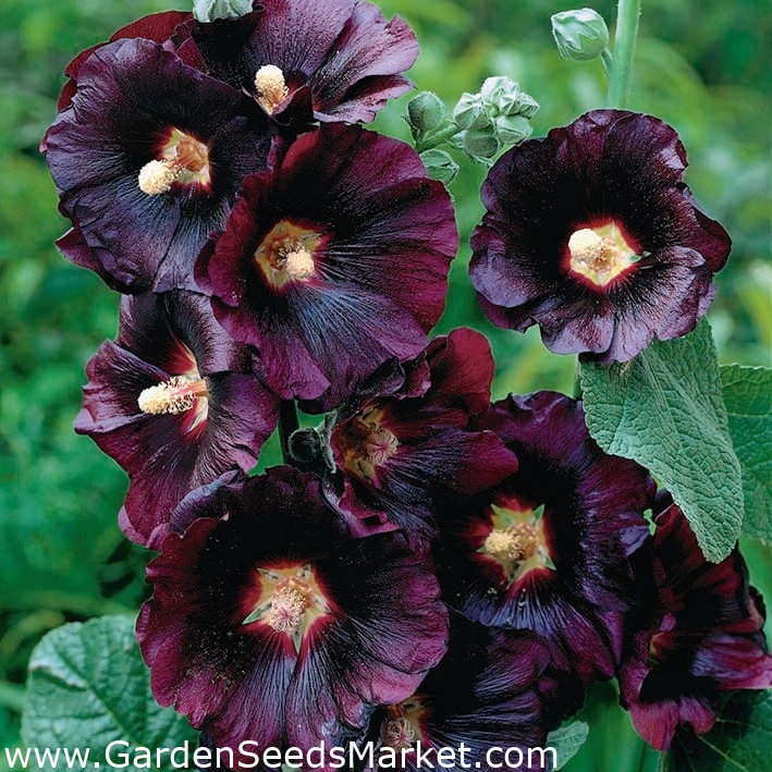 Semi di malvarosa nera - Altea rosea var. nigra - 35 semi - Alcea rosea  var. Nigra – Garden Seeds Market | Spedizione gratuita
