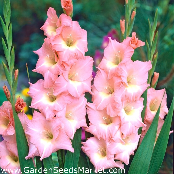 Gladiolus Rose Supreme - 5 củ – Garden Seeds Market | Miễn phí vận chuyển