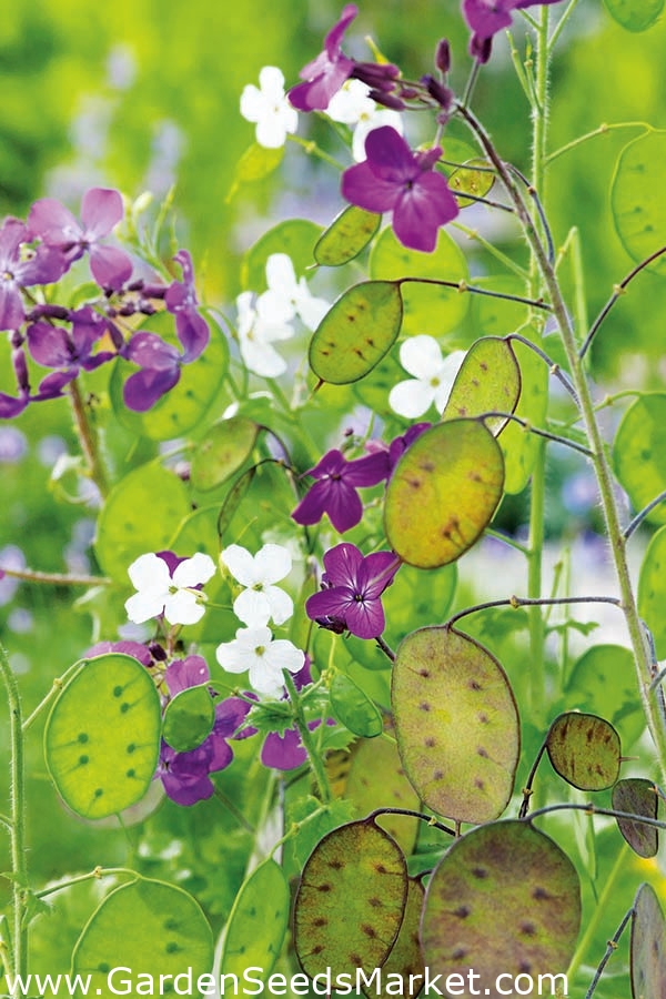 Lunaria Money Plant Seeds 25 Seeds Fresh Seed   FREE SHIPPING Flowe Seed