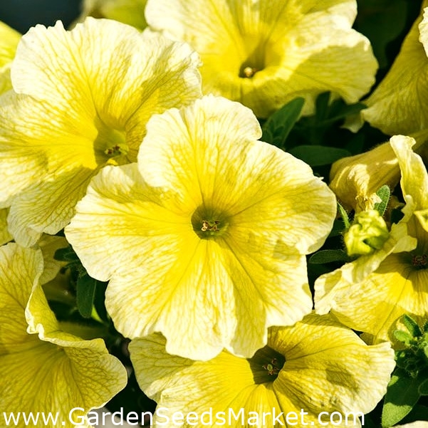 Petúnia Grandiflora - amarelo - 80 sementes - Petunia x hybrida – Garden  Seeds Market | Frete grátis