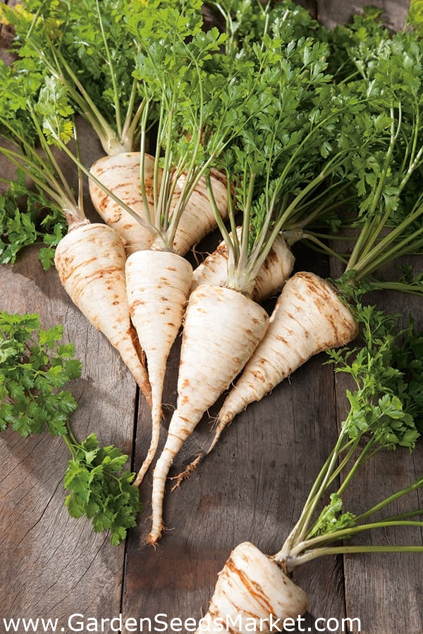 Root Parsley Sugar seeds Petroselinum crispum 4250 seeds