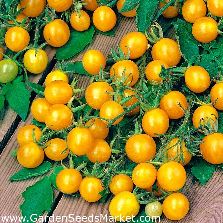 Tomat - Mirabell - Lycopersicon esculentum Mill - frø – Garden Seeds Market  | Gratis fragt