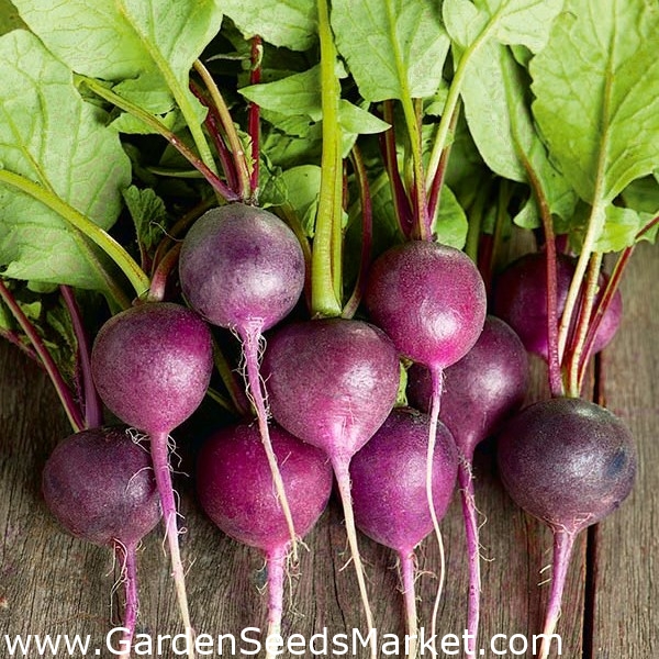 Samen 01170 exzellentes rundes Radies in violett Radies Viola Samen 01170 exzellentes rundes Radies in violett Radies Viola