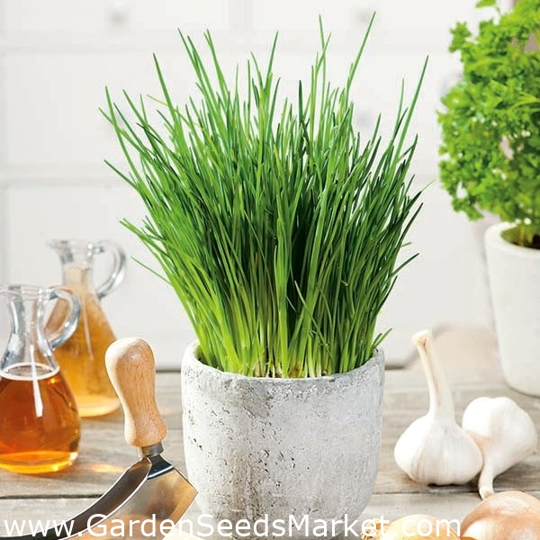 الثوم المعمر بذور Seed قرصان 2 ابذرة Allium Schoenoprasum Garden Seeds Market الشحن مجانا