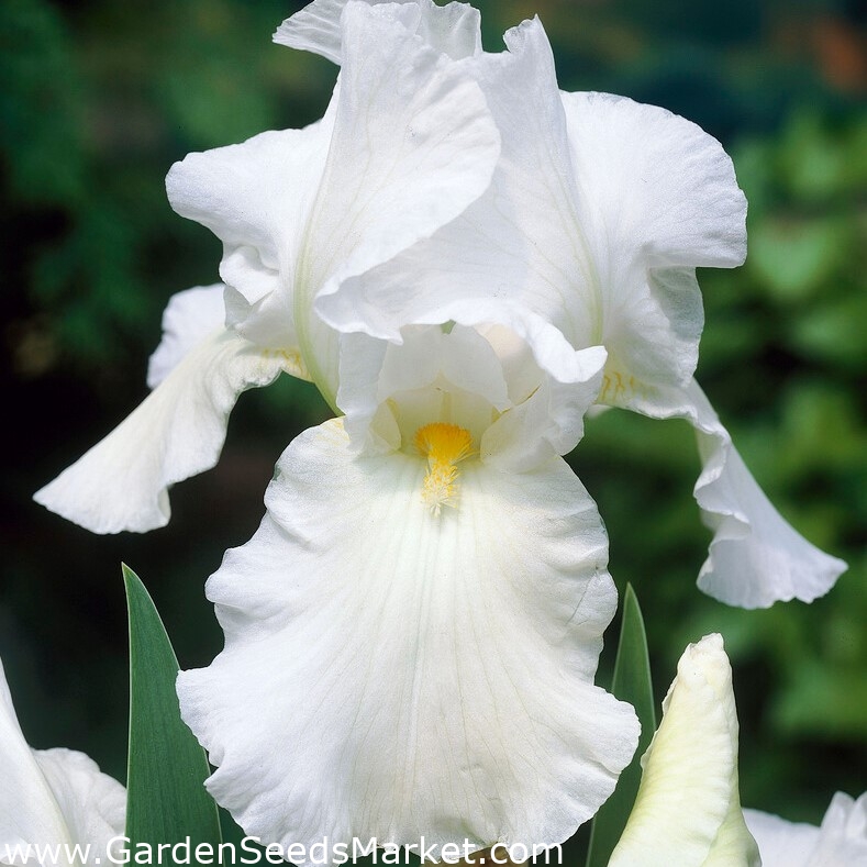 Hageiris - hvit - Iris germanica – Garden Seeds Market | Gratis frakt