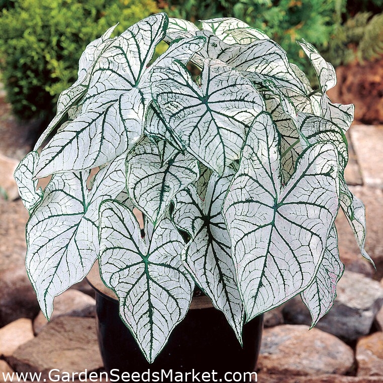 Caladium