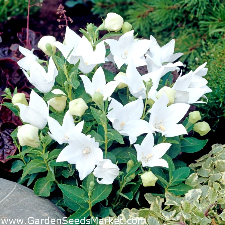 Platicodon, floare de balon - Alb; Fluturele chinezesc - – Garden Seeds  Market | Transport gratuit