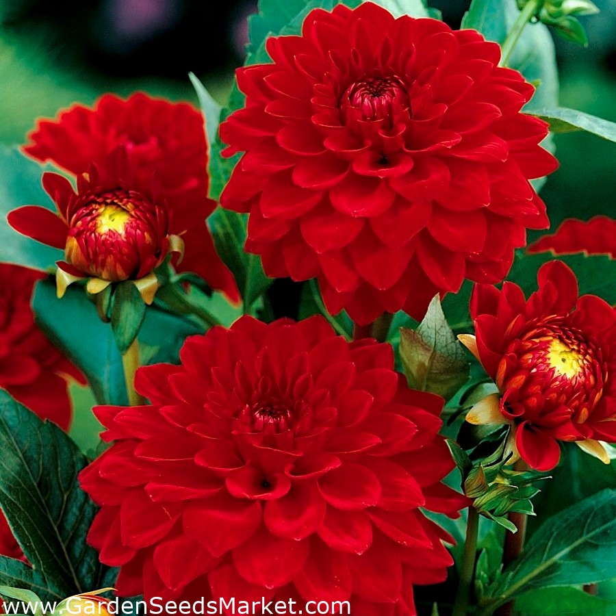 Red dahlia - Dahlia Red - XL pack! - 50 pcs – Garden Seeds Market | Free  shipping