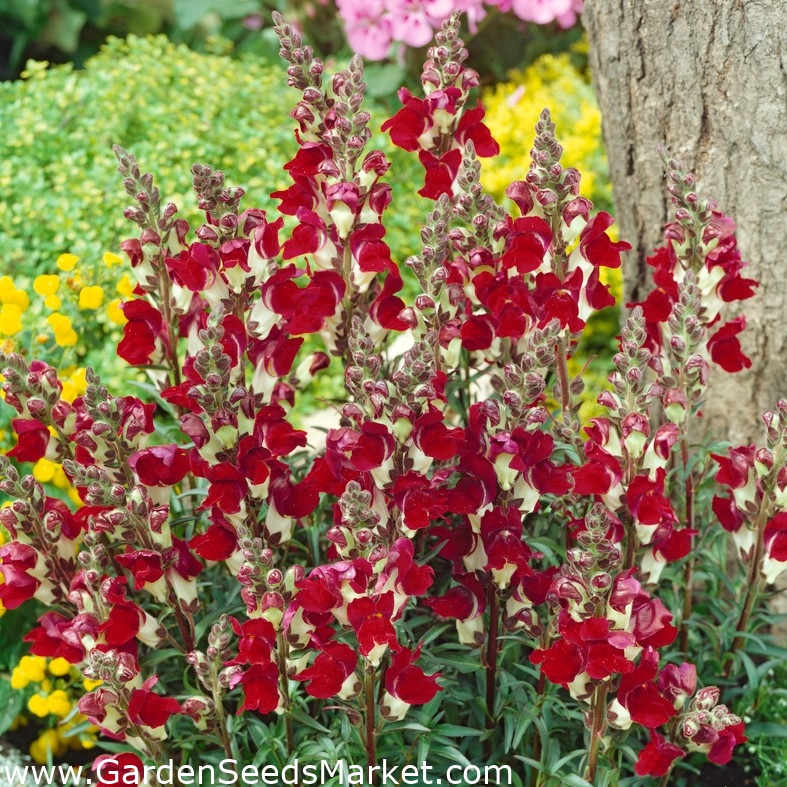 キンギョソウ Night Day 緋色の白 Antirrhinum Majus シーズ Garden Seeds Market 送料無料