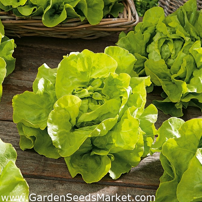 Sjeme zelene salate - izbor od 4 sorte - – Garden Seeds Market | Besplatna  dostava