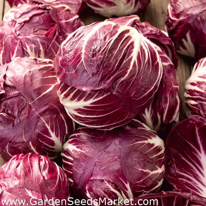 Chicorée sauvage - Rouge de Verone - Cichorium intybus - graines – Garden  Seeds Market