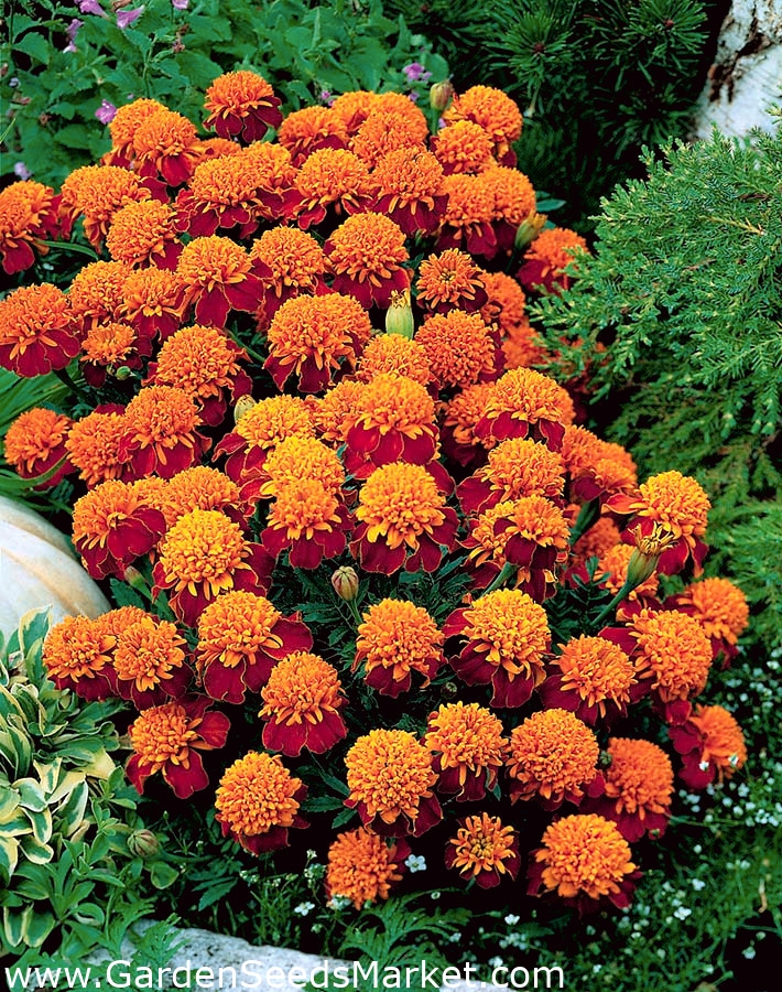 Marigold Prancis "Laura" - bunga ganda, varietas oranye-mahoni - ...