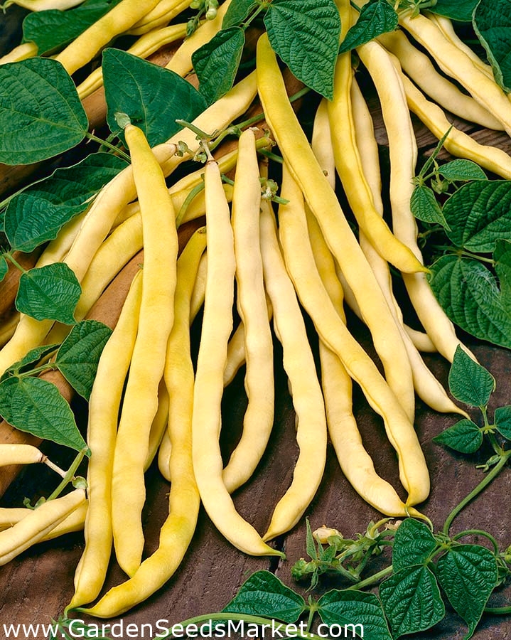 黄色インゲンマメ Neckargold ステーキが必要 種子 Phaseolus Vulgaris L シーズ Garden Seeds Market 送料無料
