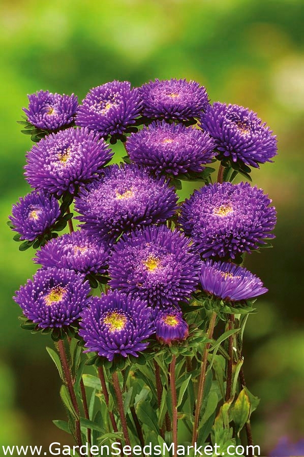 Callistèphe de Chine à fleurs pompon violet - 500 graines - Callistephis  chinensis – Garden Seeds Market | Livraison gratuite