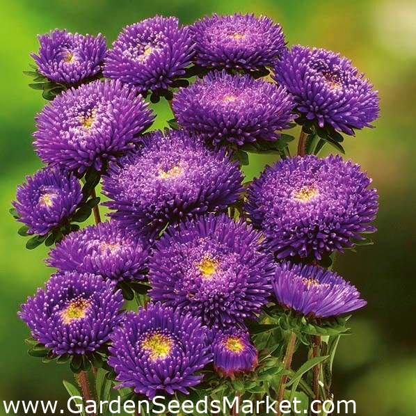 紫色のポンポンフラワーアスター 500種子 Callistephis Chinensis シーズ Garden Seeds Market 送料無料