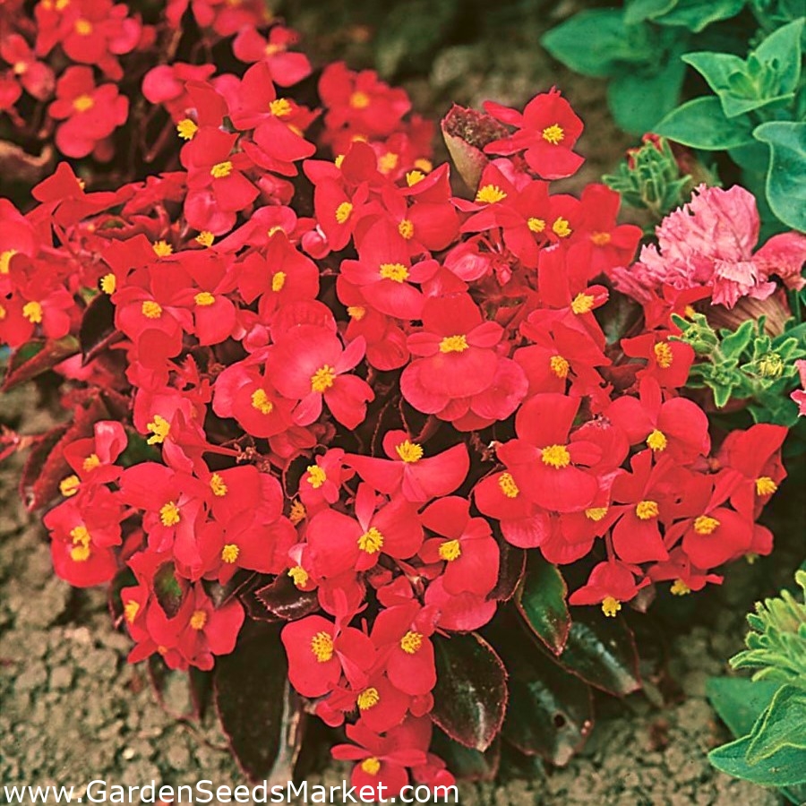 Kırmızı yaprakları ile sürekli çiçek açan kırmızı begonya - 2700 tohum -  Begonia semperflorens - tohumlar – Garden Seeds Market | Ücretsiz kargo