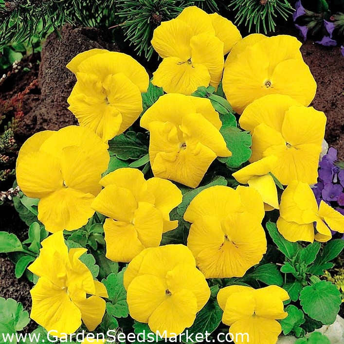 Pui de gradina cu flori mari "Luna" - in toate nuantele galbenului - 288 de  seminte - Viola wittrockiana - semințe – Garden Seeds Market | Transport  gratuit