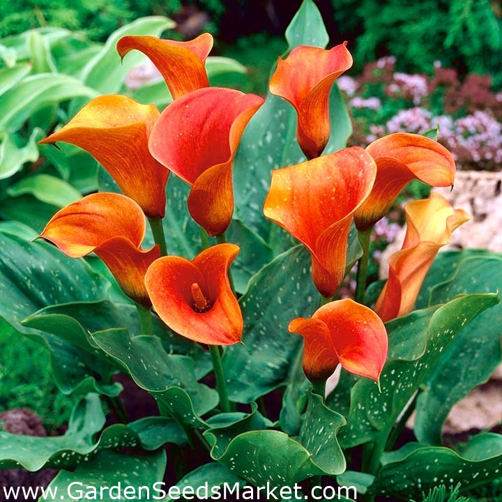 Calas, Alcatraces, Cartuchos - Naranja - Zantedeschia – Garden Seeds Market  | Envío gratis