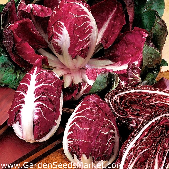 seeds Endive /"Catalogna Puntarelle di Gaeta/" high nutritional value