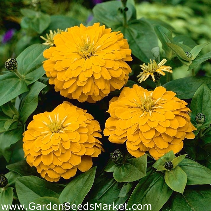 Dwarf Garden Zinnia Dwarf Yellow 90 Seeds Garden Seeds Market Free Shipping