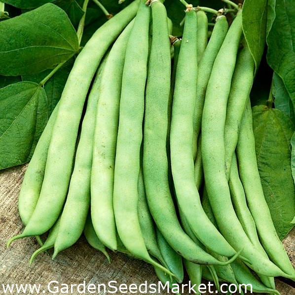 Dwarf green French bean "Contender" 60 seeds Garden Seeds Market