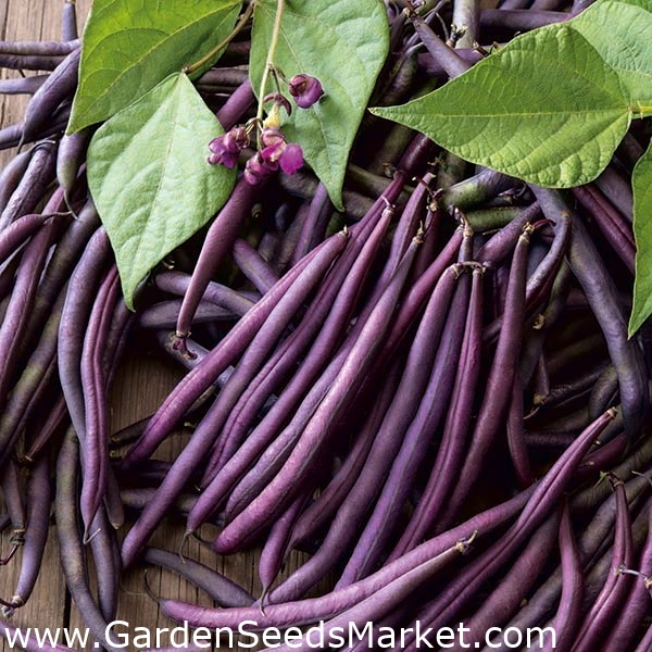 Haricot - Melissa - Phaseolus vulgaris L. - graines – Garden Seeds Market |  Livraison gratuite