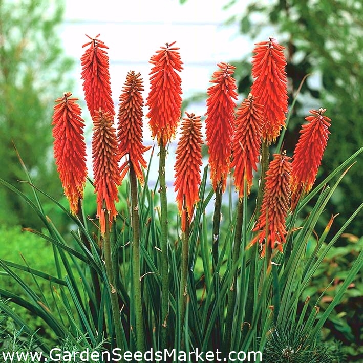 Kniphofia, Red Hot Poker, Tritoma Nancy Red - 1 bulb – Garden Seeds ...