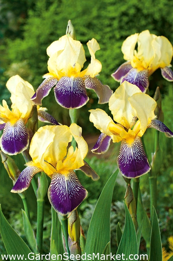 Kerti nőszirom - Purple and Yellow - Iris germanica – Garden Seeds Market |  Ingyenes szállítás