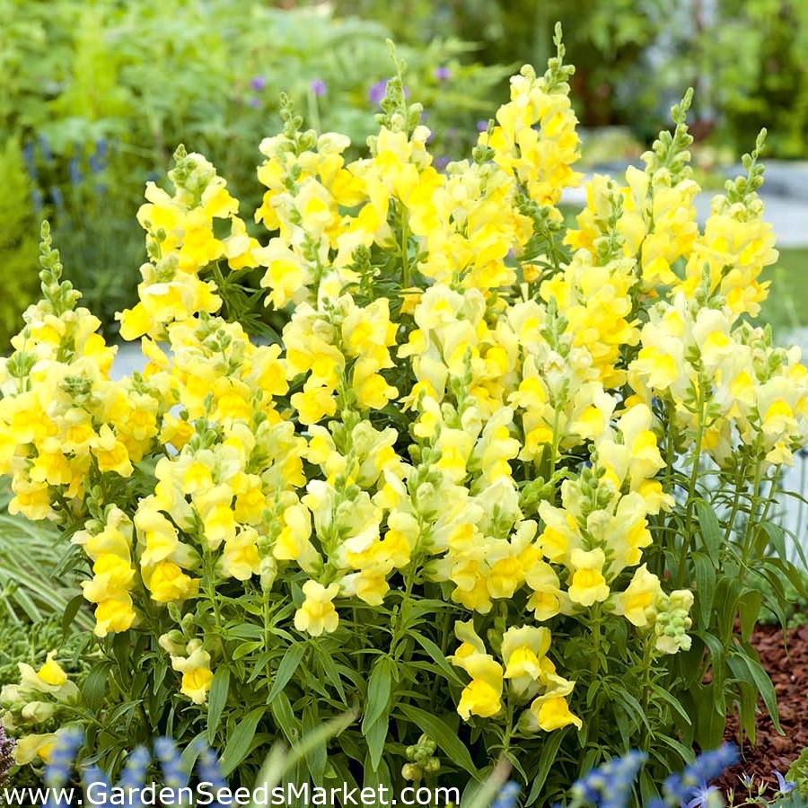 Bocca di leone comune - Kanarienvogel - giallo - Antirrhinum majus maximum  - semi – Garden Seeds Market | Spedizione gratuita