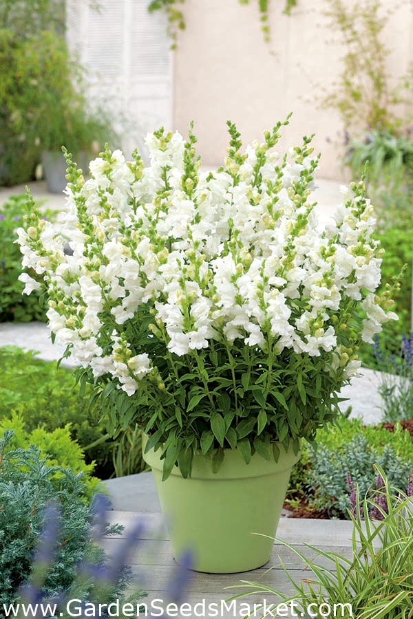 Grand Muflier - Sentinel White Spiere - blanc - Antirrhinum majus maximum -  graines – Garden Seeds Market | Livraison gratuite