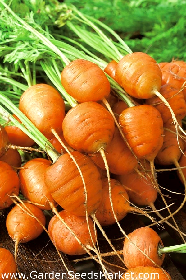 Porgand - Mercado De Paris 3 - Daucus carota - seemned – Garden Seeds  Market | Tasuta saatmine