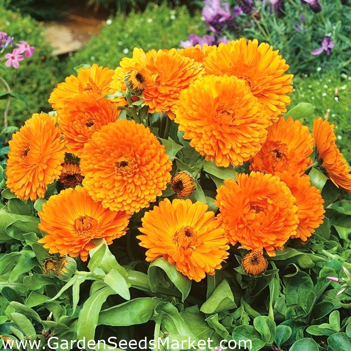 Pot kadife çiçeği "Orange Gem" - turuncu; yoğurtlar, ortak kadife çiçeği,  Scotch kadife çiçeği - 108 tohum - Calendula officinalis - tohumlar –  Garden Seeds Market | Ücretsiz kargo