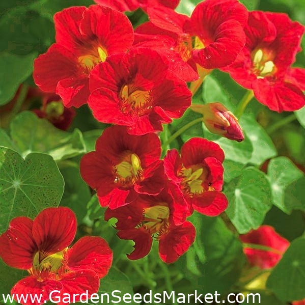 Creeping Nasturtium Scharlachglanz Red Garden Seeds Market Free Shipping