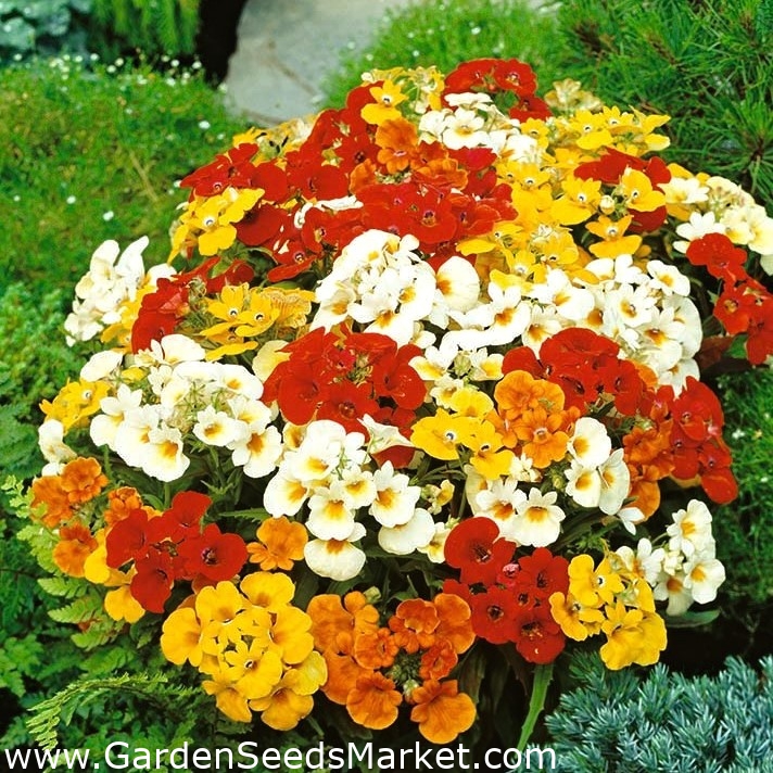 Nemesia, Elfenspiegel "Sundrop" - Sortenmischung; Beutel Nemesia,  Kapjuwelen – Garden Seeds Market | Kostenloser Versand