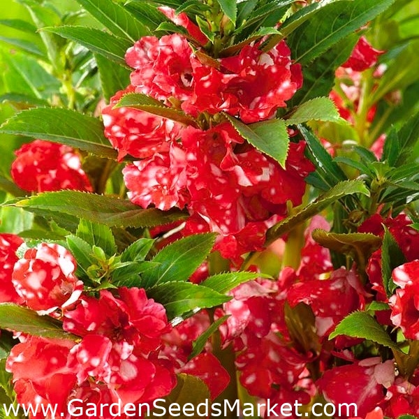 Beijo-de-frade - Kaja - Impatiens balsamina - sementes – Garden Seeds  Market | Frete grátis