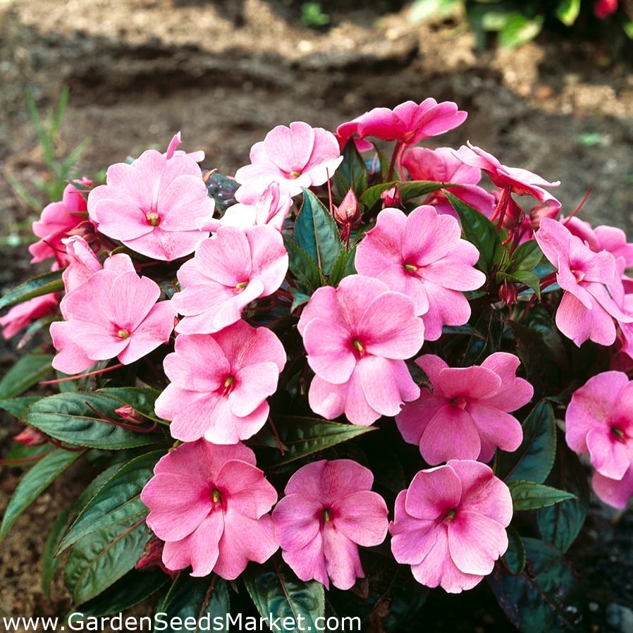 Flittiglise - rosa - Impatiens walleriana - frø – Garden Seeds Market |  Gratis frakt
