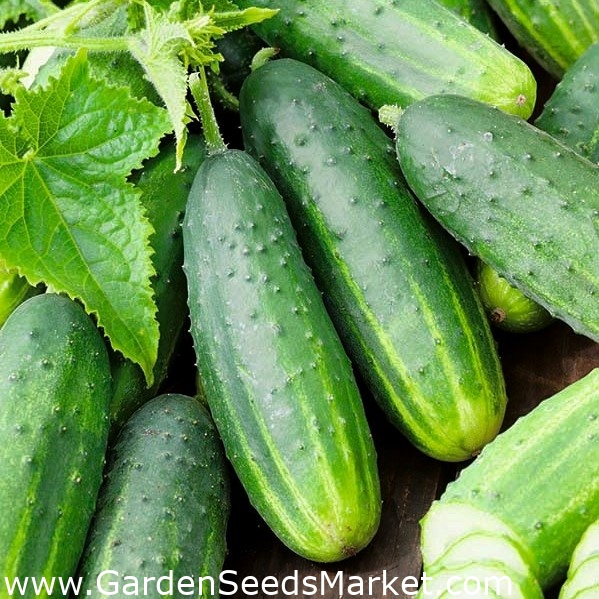 Cucumber Seeds Drop F1 Vegetable seeds early