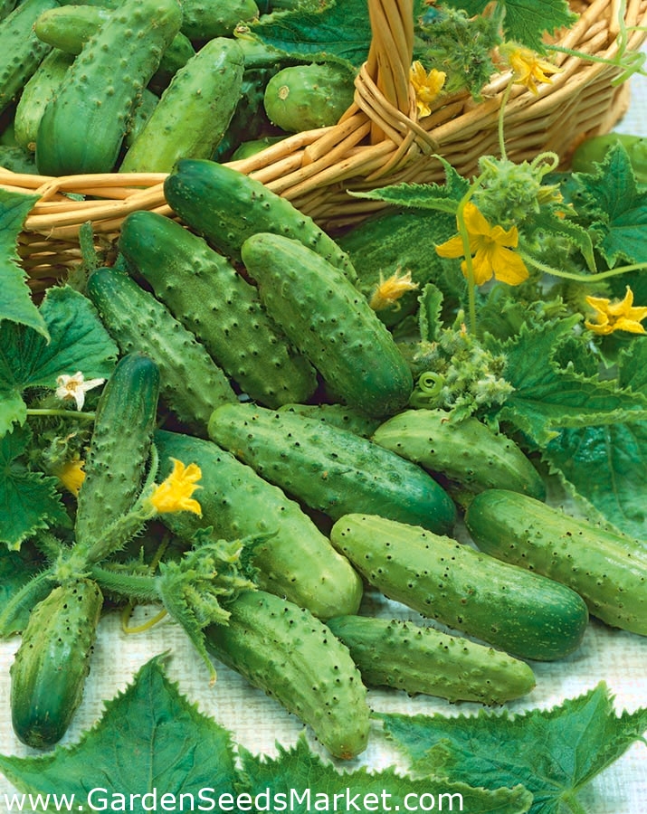 Cucumber "Vert Petit de Paris" field, pickling variety Garden Seeds