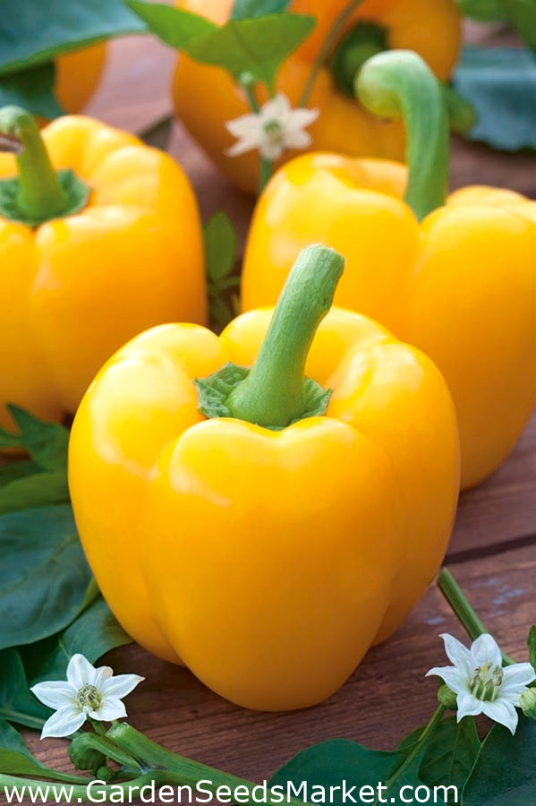 Sweet pepper 'Calipso' yellow variety for cultivation in